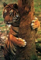 Picture - Tiger